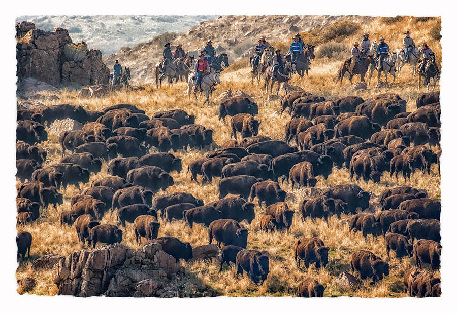 Buffalo Roundup Photograph by Kristal Kraft