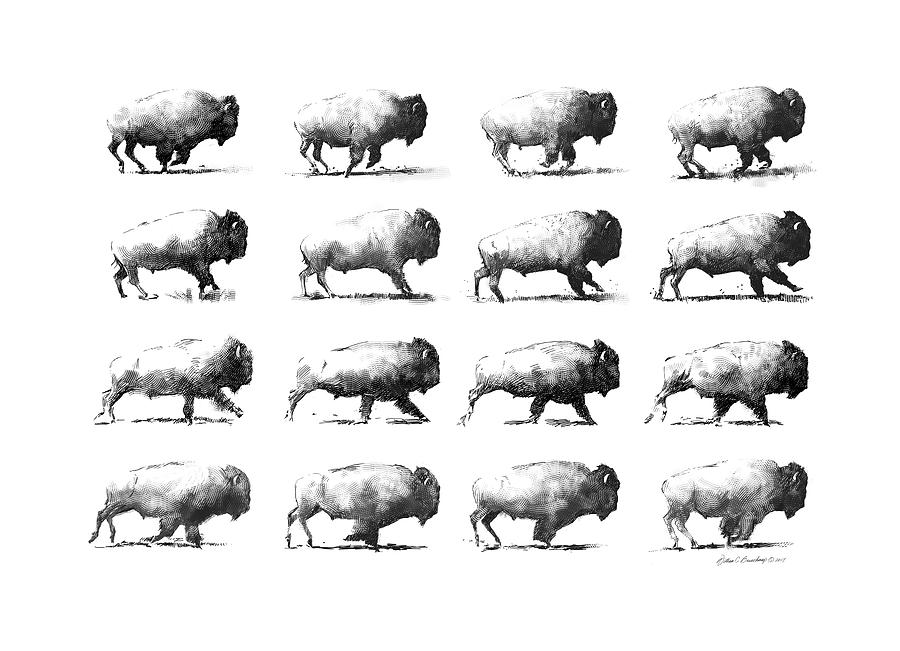 Buffalo Run Drawing by William Beauchamp