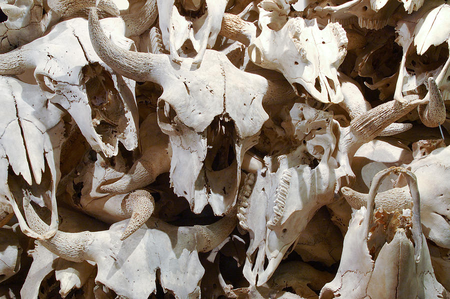 Buffalo Skulls Photograph by Rob Huntley