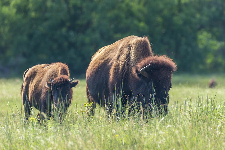 Buffalo South Dakota 10 Photograph by John Brueske - Fine Art America