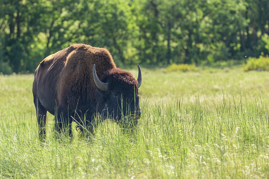 Buffalo South Dakota 9 Photograph by John Brueske | Fine Art America