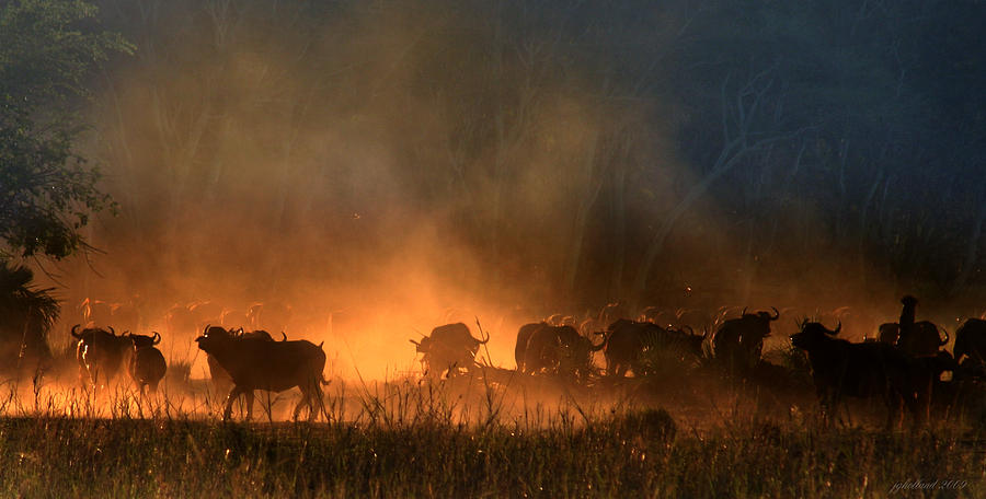 Buffalo Stampede Photograph by Joseph G Holland