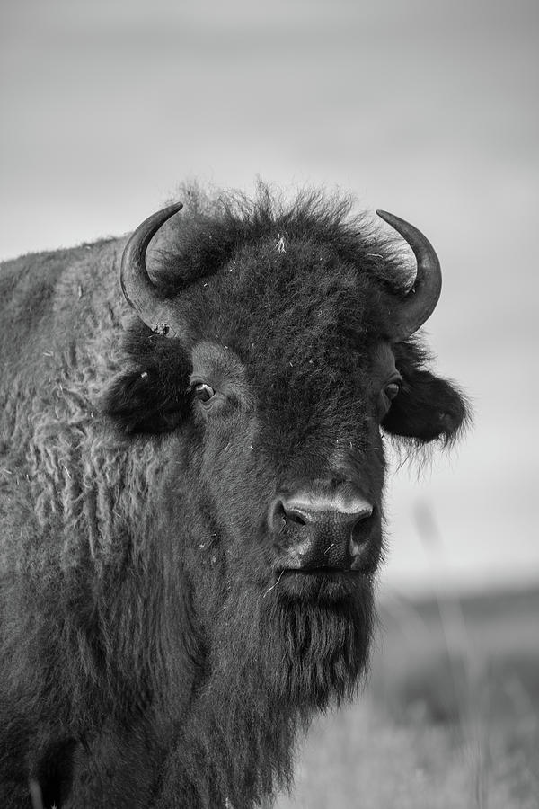 Buffalo Stance - Bison Portrait in Black and White Photograph by ...