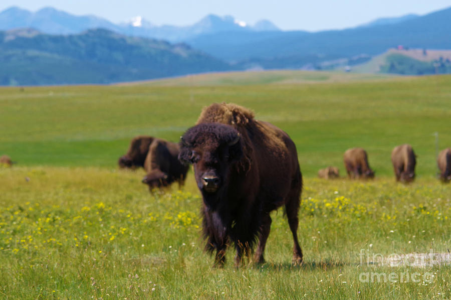 Bison Photograph - Buffalo staring by Jeff Swan