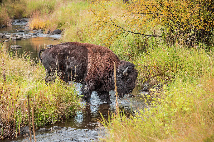 Buffalo Stream Crossing Photograph by Steven Bateson