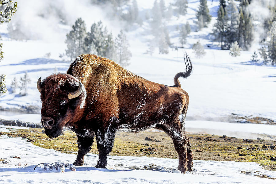 Buffalo Stretch Photograph by Robert Caddy