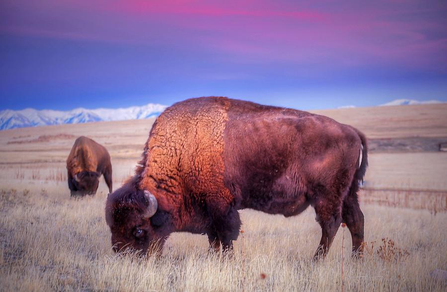 Bison Photograph - Buffalo Sunset by James Zebrack