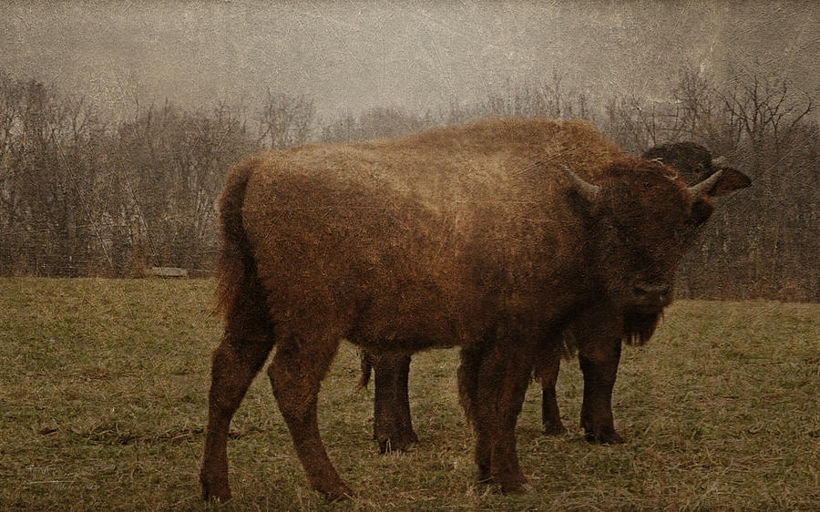 Buffalo  Photograph by Theresa Campbell