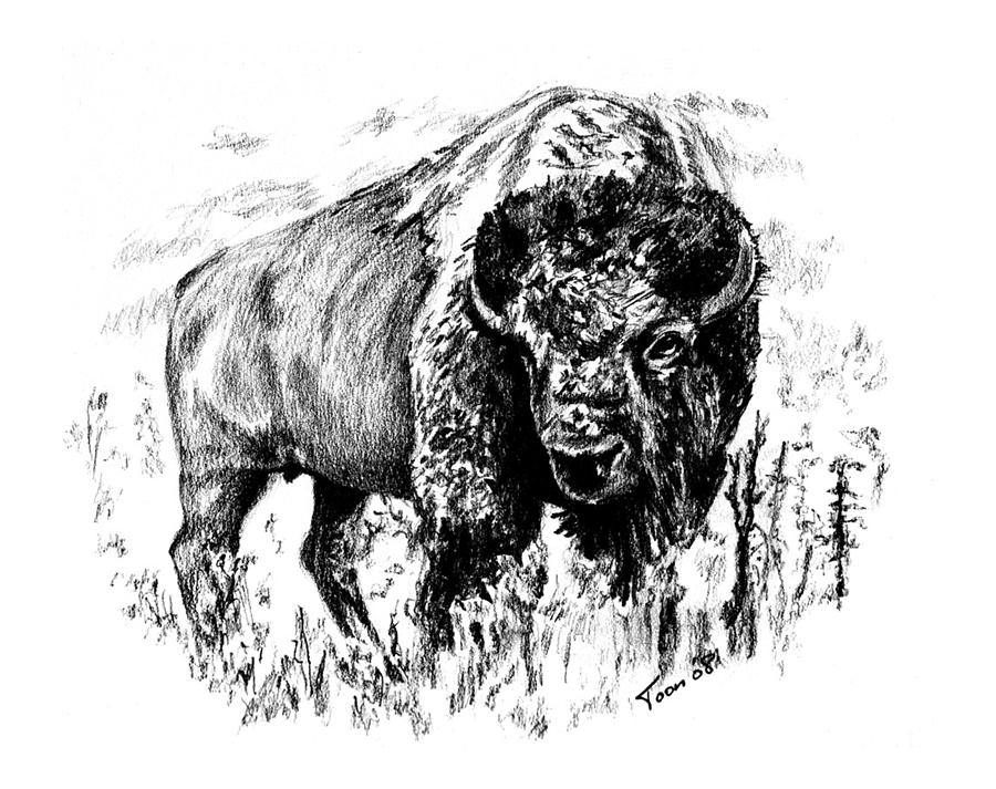 Buffalo Drawing by Toon De Zwart Fine Art America