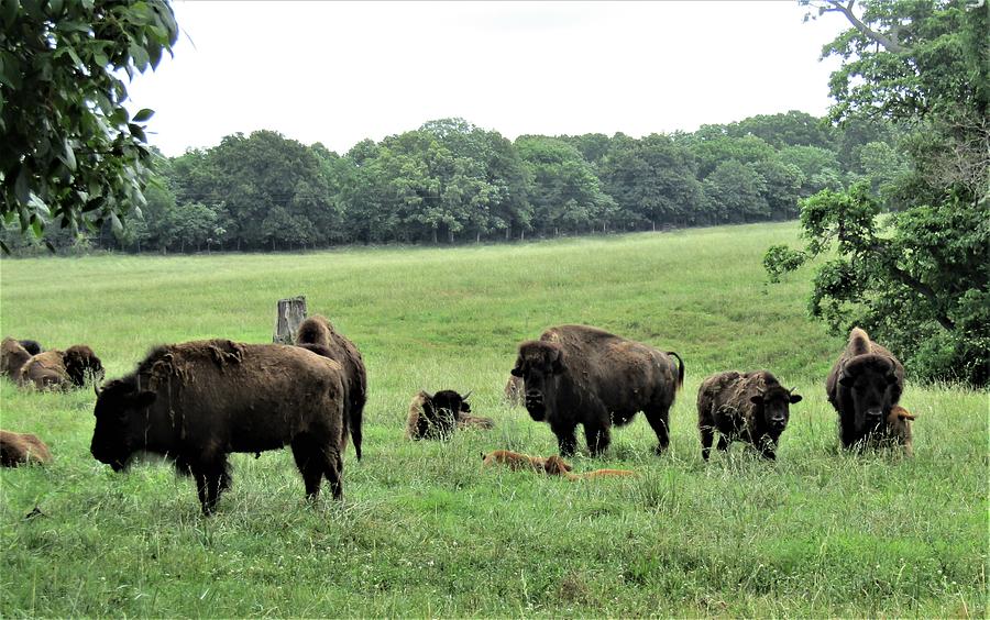 Buffalo Tribe Photograph by Lesli Sherwin - Fine Art America