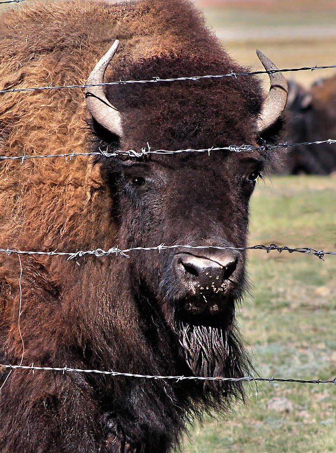 Buffalo with Barbwire Photograph by Gerri Duke