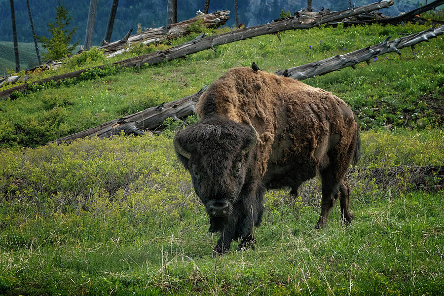 Buffalo with Cow Birds at Yellowstone_GRK6876_05222018 Photograph by Greg Kluempers