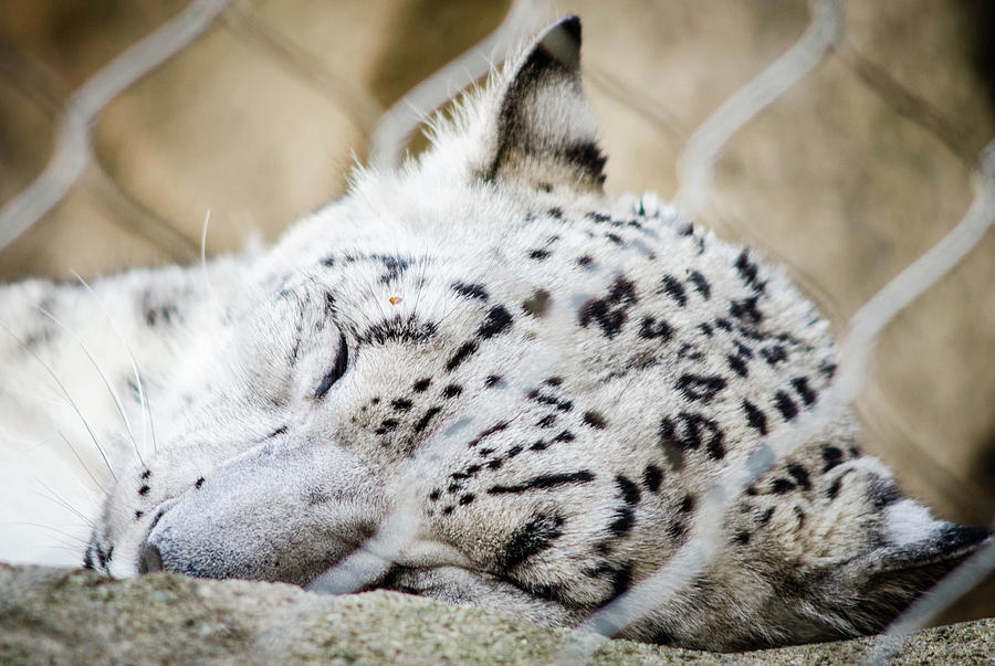 Buffalo Zoo Snow Leopard Photograph by Colin Collins