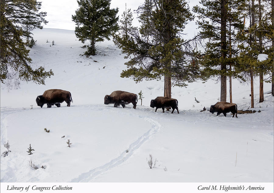 Buffaloes in Yellowstone National Park Photograph by Carol M Highsmith