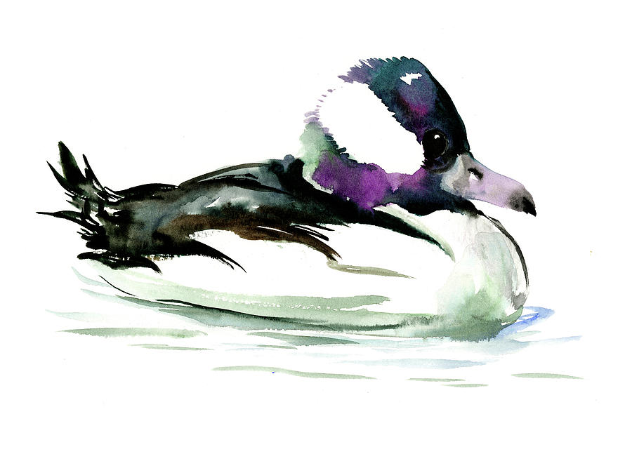 Bufflehead duck illustration Painting by Suren Nersisyan