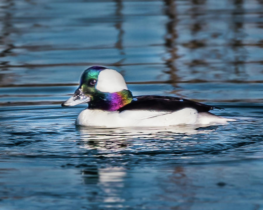 Bufflehead Duck Photograph by Joe Granita
