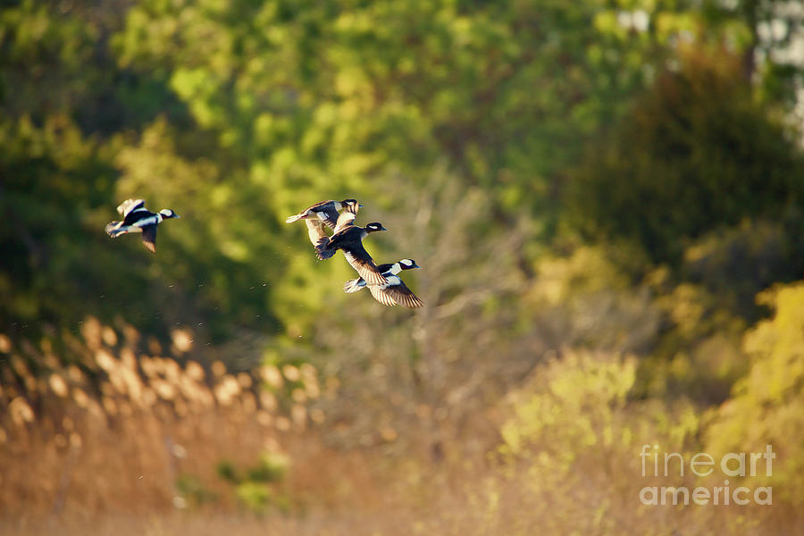 Bufflehead Ducks in Flight Photograph by Rachel Morrison