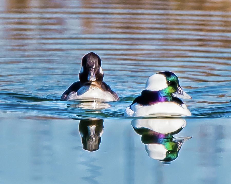 Bufflehead Ducks Photograph by Joe Granita