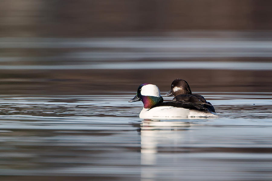 Duck Photograph - Bufflehead Mates by Bill Wakeley