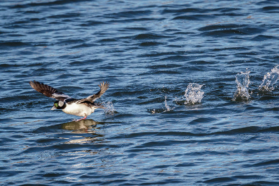 Bufflehead Takeoff Photograph by Rob Weingart - Fine Art America