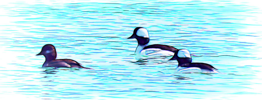 Buffleheads Photograph by Leslie Montgomery