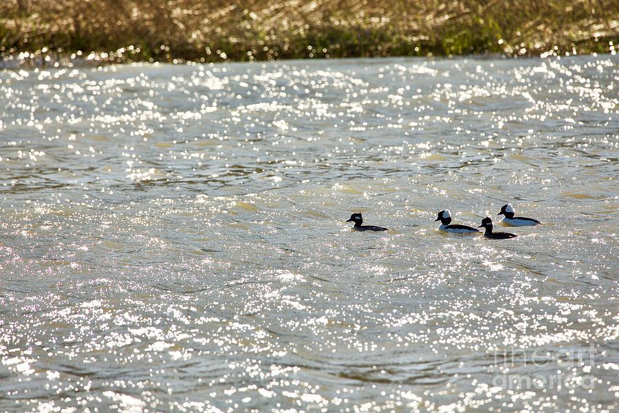 Buffleheads on the River Photograph by Rachel Morrison