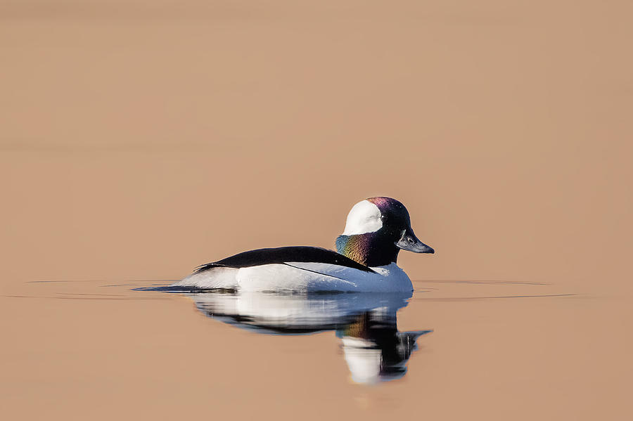 Duck Photograph - Bufflehead in Morning Light by Bill Wakeley