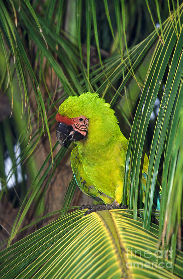 Buffons Macaw Ara Ambigua Photograph by Gerard Lacz