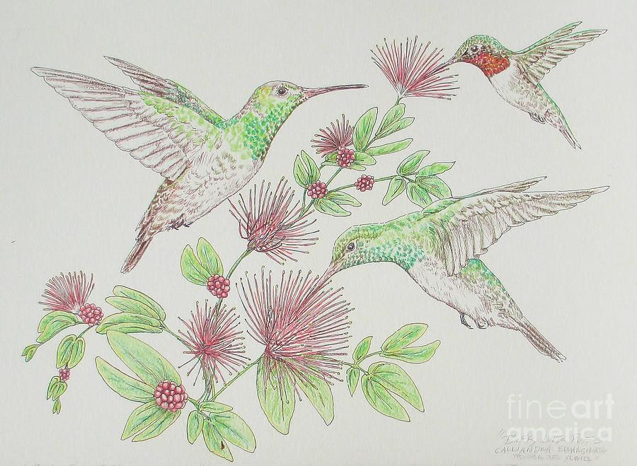 Buff Bellied Hummingbird Drawing - Buffs Love Puffs - watercolor pencil and ink only by Sue Bonnar