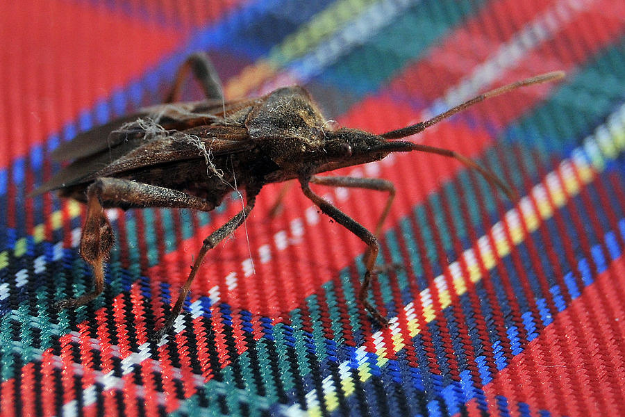 Bug 2 Photograph by Gene Tatroe