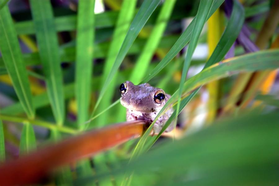 bug-eyed-photograph-by-frank-guemmer