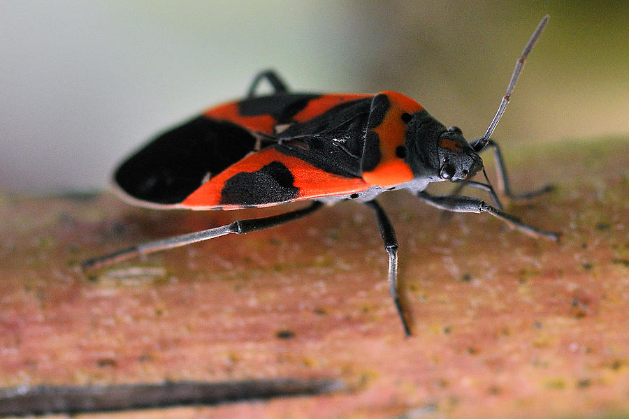 Bug Photograph by Gene Tatroe