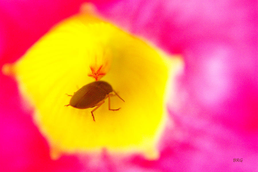 Bug In Pink And Yellow Flower  Photograph by Ben and Raisa Gertsberg