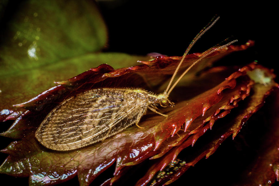 Bug inside leaf Photograph by Gerardo Pose - Fine Art America