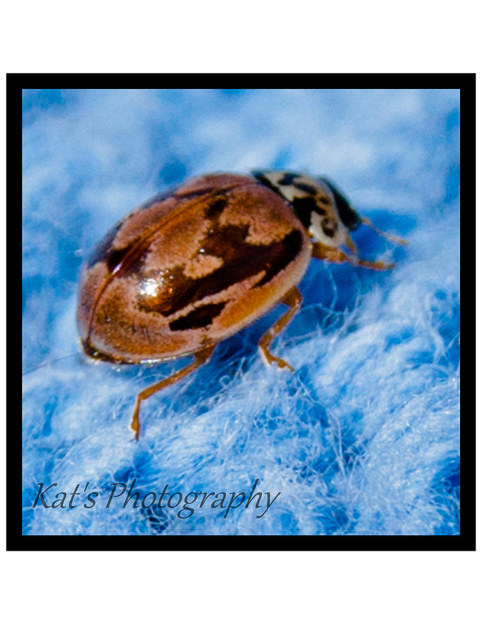 Insects Photograph - bug by Kathleen Stefanski