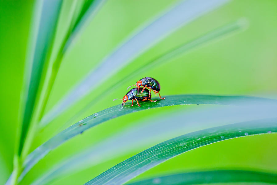 Bug Mating Photograph
