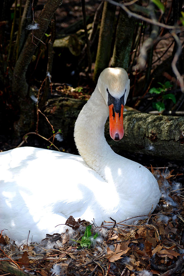 Swan Photograph - Bug Off  by Michelle  BarlondSmith