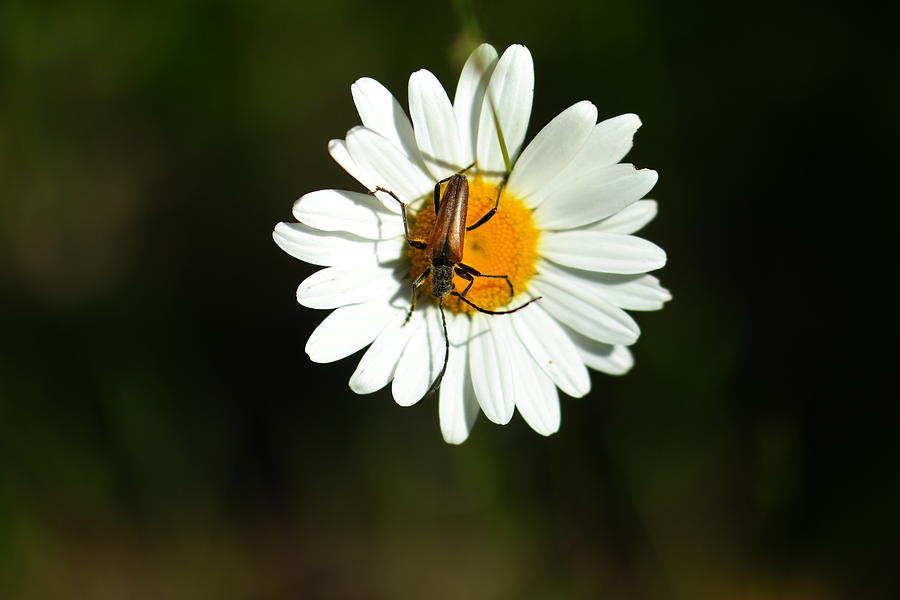 Bug on a daisy Photograph by Jeff Swan