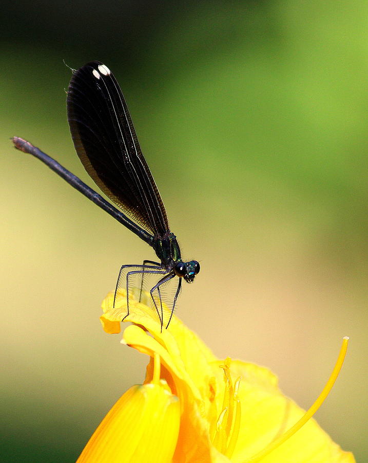 Bug on a flower Photograph by John Olson
