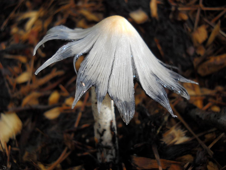 Bug on a Mushroom Photograph by Kent Lorentzen