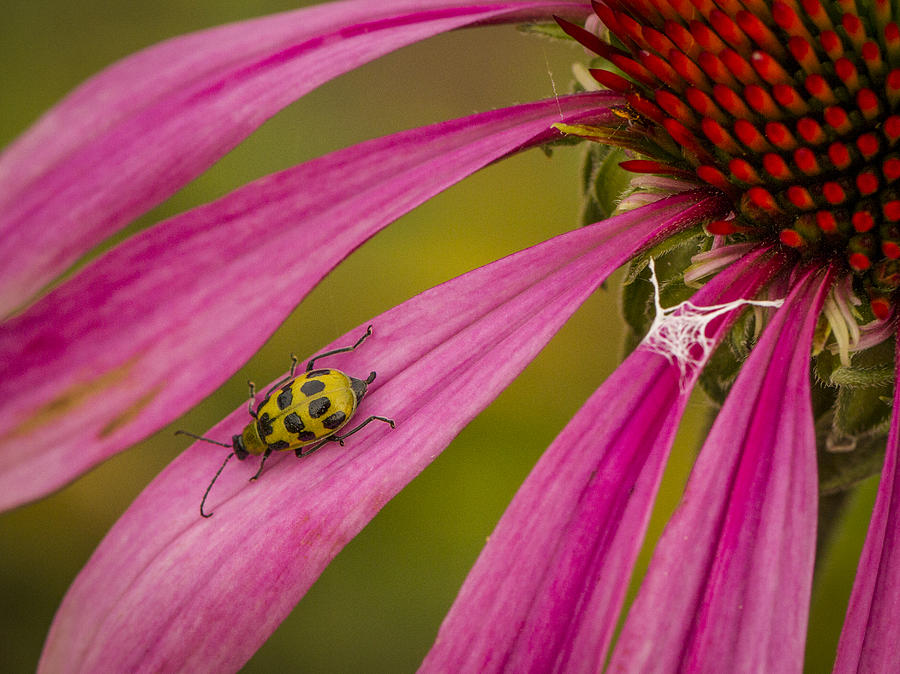 Bug on Echinnacea Photograph by Jean Noren