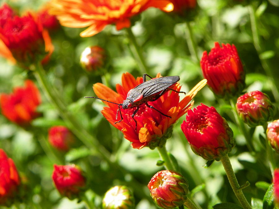 Bug On Flower Photograph by Gerald Kloss