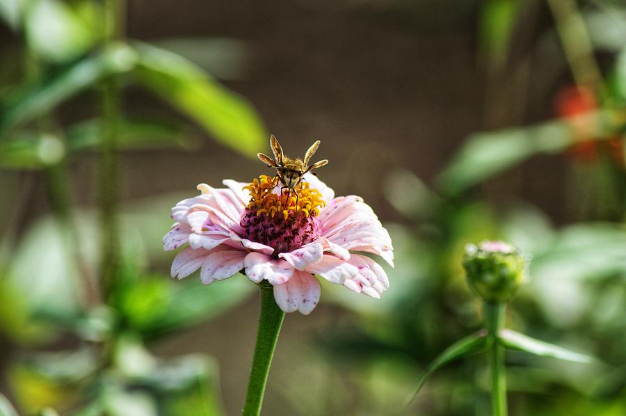 Bug on Flower  Photograph by Joseph Caban