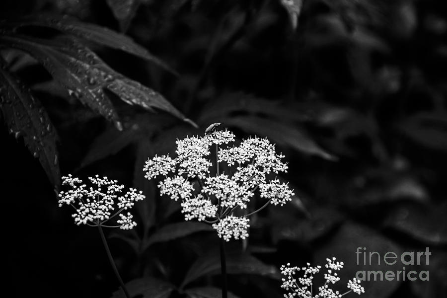 Bug on Flowers Black and White Photograph by Marina McLain