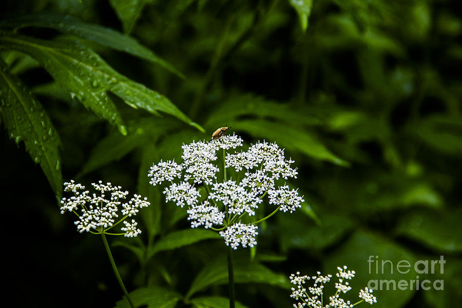Bug on Flowers Photograph by Marina McLain