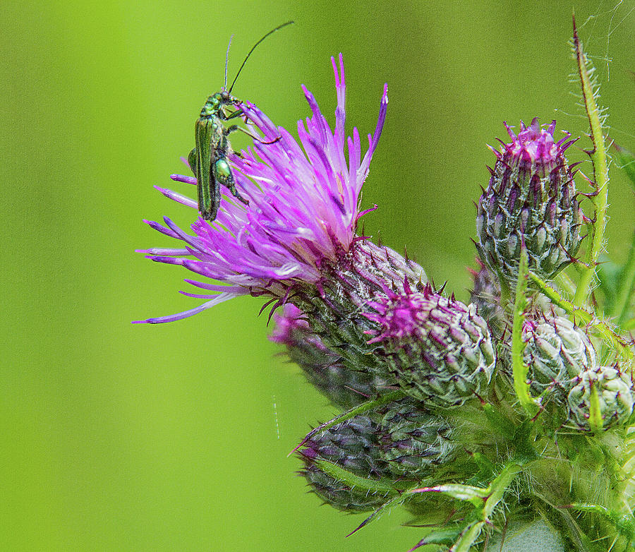 Bug on thistle  Photograph by Ed James