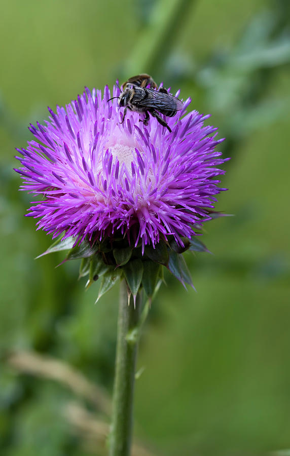 Bee on Thistle Photograph by Kathy Clark