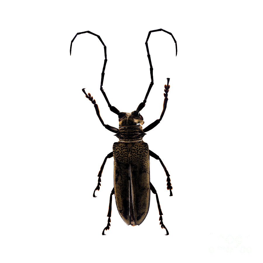 Bug Series 017 Photograph by Clayton Bastiani