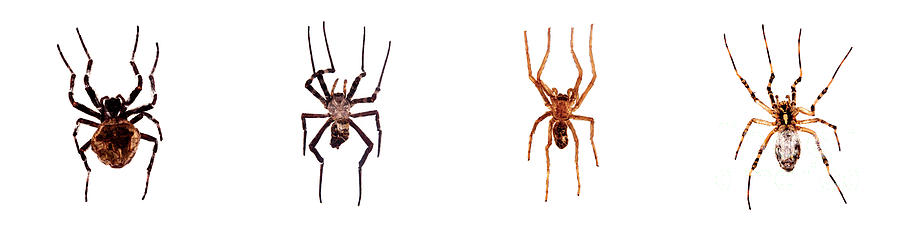 Bug Series Spider Set Photograph by Clayton Bastiani
