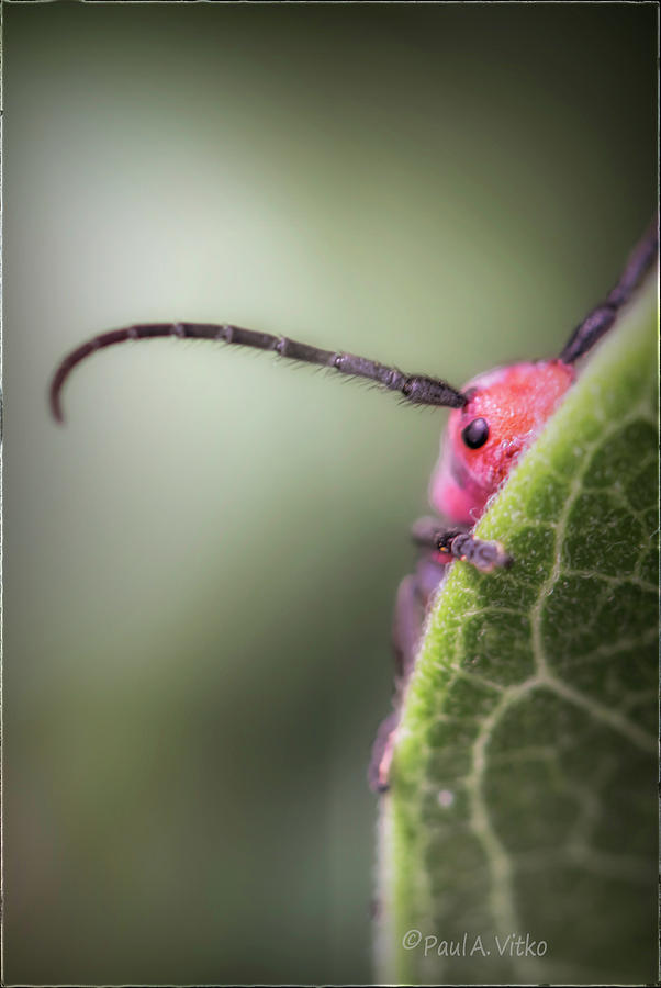 Bug Untitled Photograph by Paul Vitko